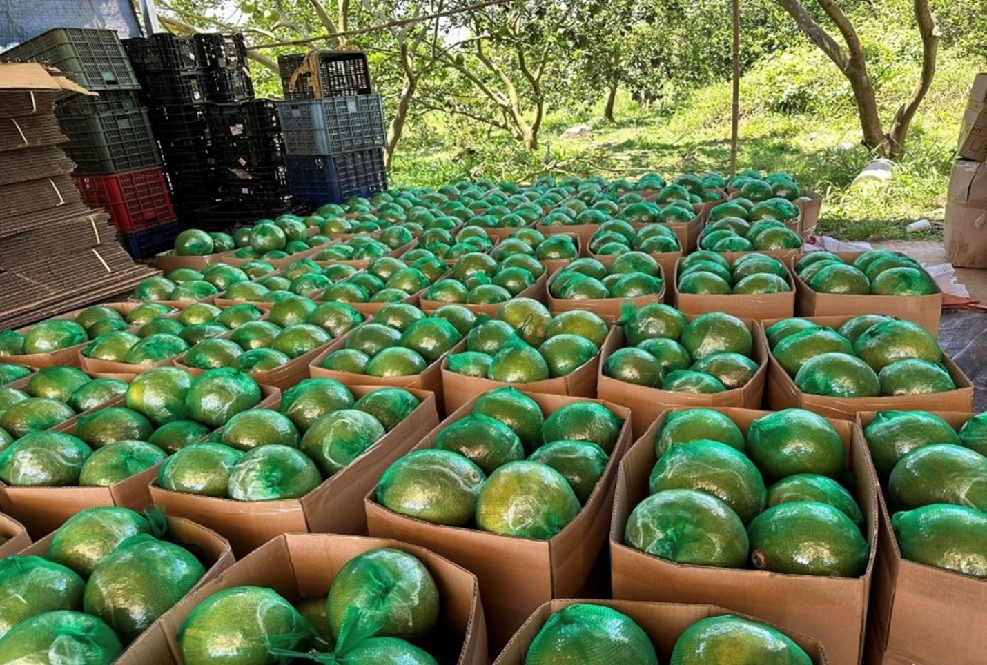 Kh&ocirc;ng phải sầu ri&ecirc;ng, loại quả của Việt Nam khiến cựu Thứ trưởng Bộ N&ocirc;ng nghiệp Mỹ phải tấm tắc khen ngon, vừa c&oacute; th&ecirc;m 'visa' sang Trung Quốc - Ảnh 1.