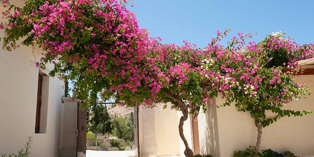 5 loại c&acirc;y kh&ocirc;ng n&ecirc;n trồng trước cửa nh&agrave;, vừa ảnh hưởng phong thủy lại c&oacute; thể g&acirc;y hại cho gia chủ- Ảnh 9.