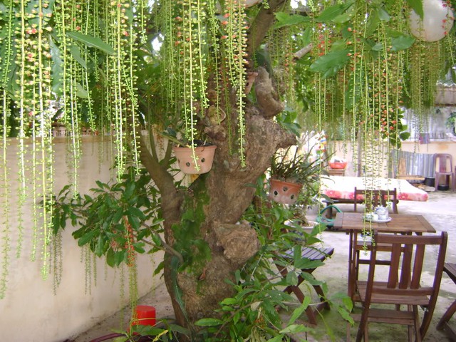 5 loại c&acirc;y kh&ocirc;ng n&ecirc;n trồng trước cửa nh&agrave;, vừa ảnh hưởng phong thủy lại c&oacute; thể g&acirc;y hại cho gia chủ- Ảnh 7.