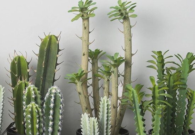 5 loại c&acirc;y kh&ocirc;ng n&ecirc;n trồng trước cửa nh&agrave;, vừa ảnh hưởng phong thủy lại c&oacute; thể g&acirc;y hại cho gia chủ- Ảnh 3.