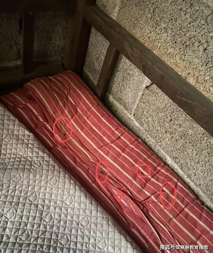 Điểm bất thường tr&ecirc;n chiếc giường tố c&aacute;o 1 gia đ&igrave;nh m&eacute;o m&oacute;: Vết sẹo kh&oacute; l&agrave;nh!- Ảnh 2.