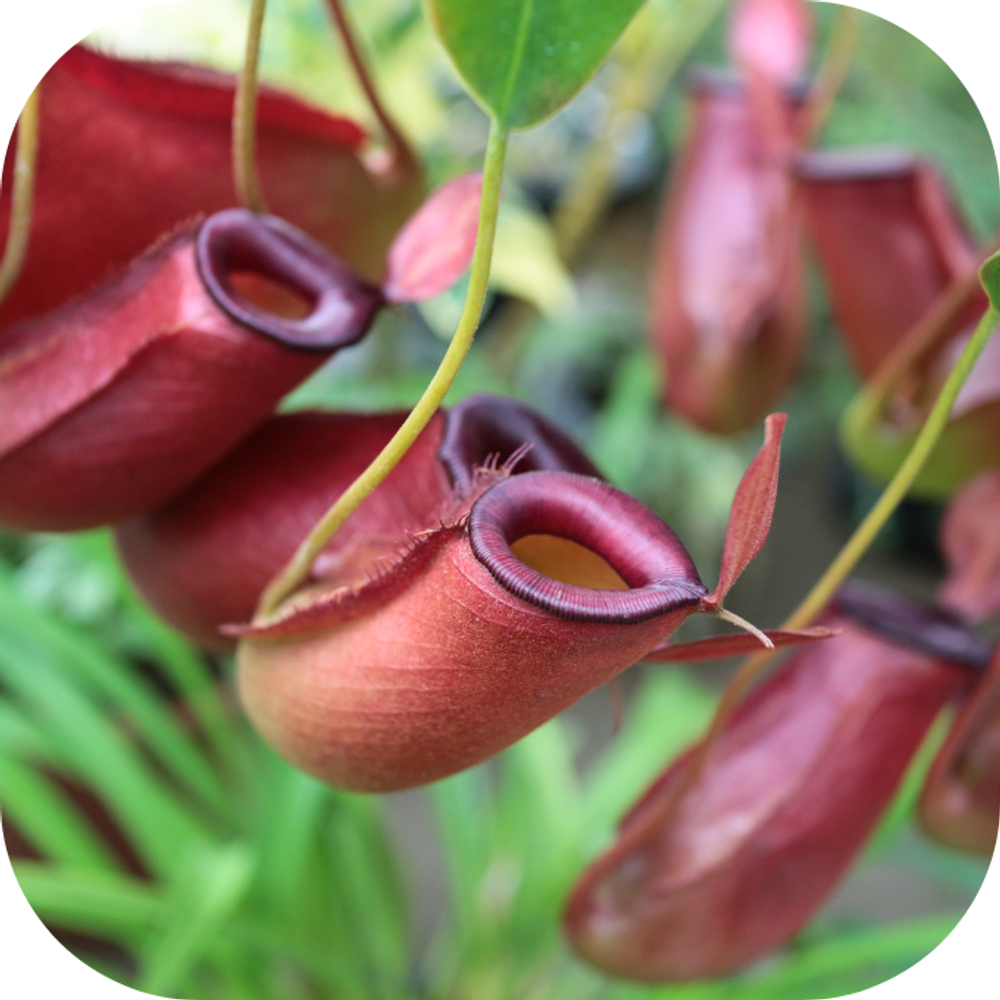 5 loại c&acirc;y rắn cứ nh&igrave;n thấy l&agrave; sợ, kh&ocirc;ng d&aacute;m b&eacute;n mảng bạn n&ecirc;n trồng ngay m&ugrave;a h&egrave; n&agrave;y - Ảnh 1.