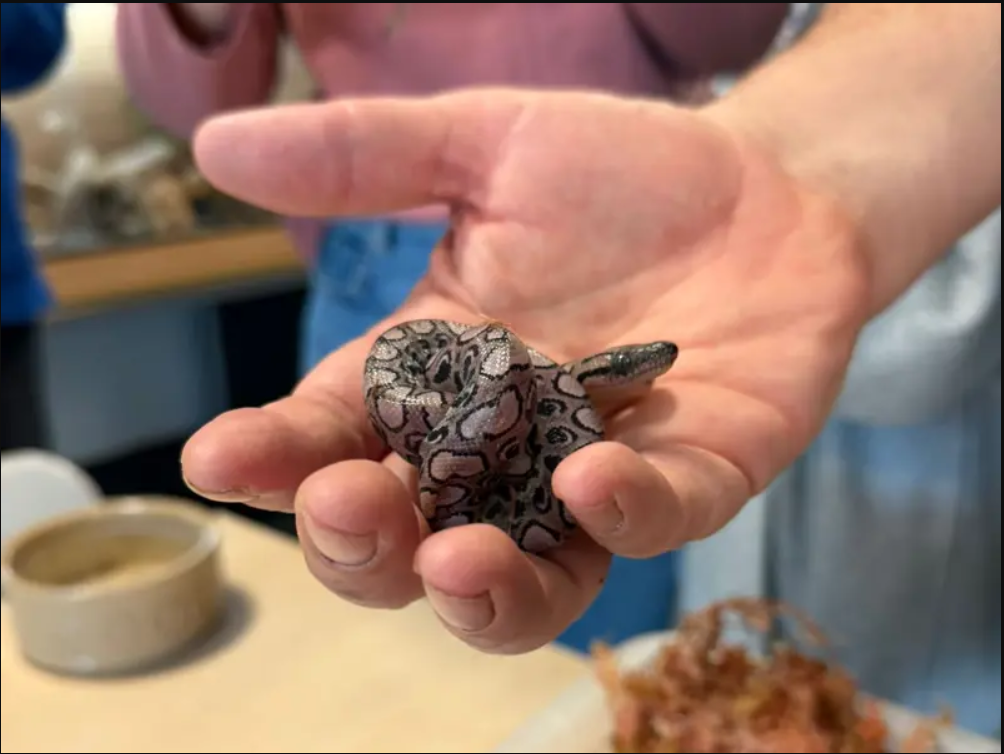 Con rắn Ronaldo vẫn sinh con đều d&ugrave; nhiều năm kh&ocirc;ng hề tiếp x&uacute;c rắn đực, chuy&ecirc;n gia n&oacute;i: Qu&aacute; kh&oacute; hiểu! - Ảnh 1.