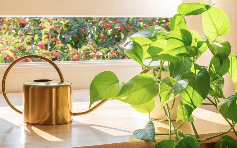 Lo&agrave;i lan đẹp như ch&ugrave;m đ&egrave;n lồng treo hi&ecirc;n nh&agrave;: Chỉ cần nắm 5 nguy&ecirc;n tắc, hoa nở bền cả m&ugrave;a, c&agrave;ng chơi c&agrave;ng m&ecirc; - Ảnh 3.