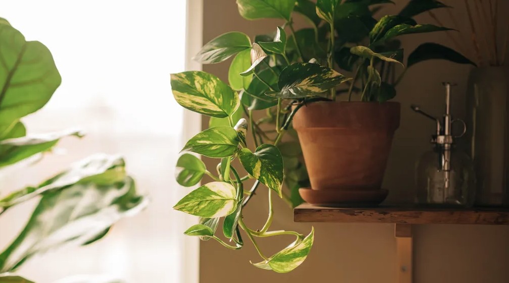 5 điều cần l&agrave;m với c&acirc;y trầu b&agrave; ngay l&uacute;c n&agrave;y- Ảnh 1.