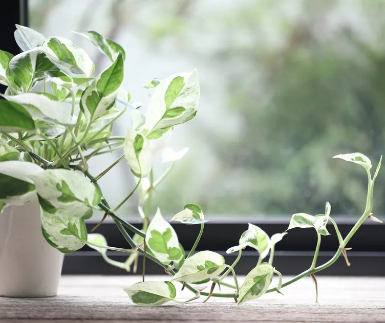 5 điều cần l&agrave;m với c&acirc;y trầu b&agrave; ngay l&uacute;c n&agrave;y- Ảnh 2.