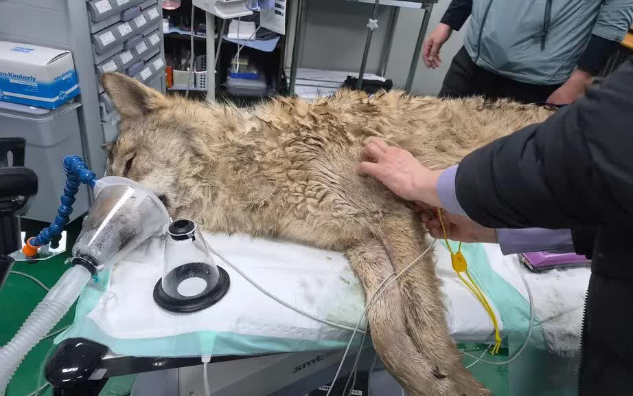 Ch&uacute; s&oacute;i trốn khỏi sở th&uacute; H&agrave;n Quốc được t&igrave;m thấy sau 9 ng&agrave;y - Ảnh 1.