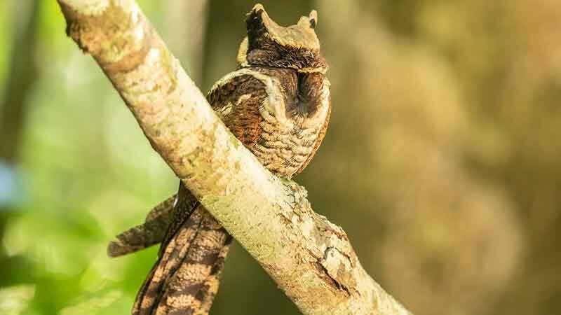 Bất ngờ: Sinh vật hiếm khổng lồ vừa "t&aacute;i xuất" lần đầu ti&ecirc;n sau 30 năm- Ảnh 1.