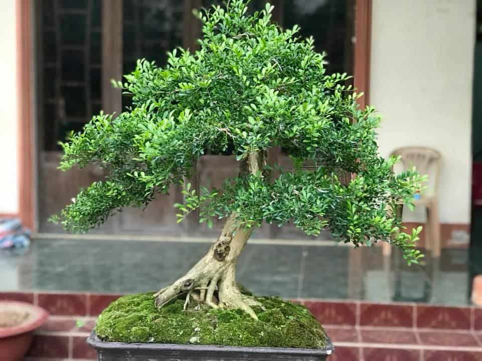 Lời khuy&ecirc;n đến những gia đ&igrave;nh đang trồng c&acirc;y bonsai- Ảnh 1.