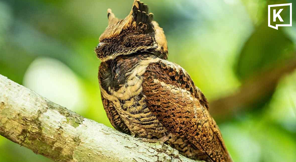 Bất ngờ: Sinh vật hiếm khổng lồ vừa "t&aacute;i xuất" lần đầu ti&ecirc;n sau 30 năm- Ảnh 3.