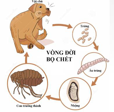 Sẩn ngứa do bọ ch&eacute;t - Ảnh 3.