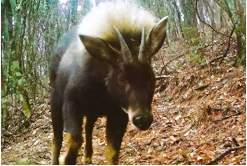 Lo&agrave;i th&uacute; lạ &ldquo;đầu lừa, m&igrave;nh s&oacute;i&rdquo;, d&agrave;i tới 2m bất ngờ t&aacute;i xuất sau 500.000 năm: Sự thật qu&aacute; bất ngờ! - Ảnh 2.