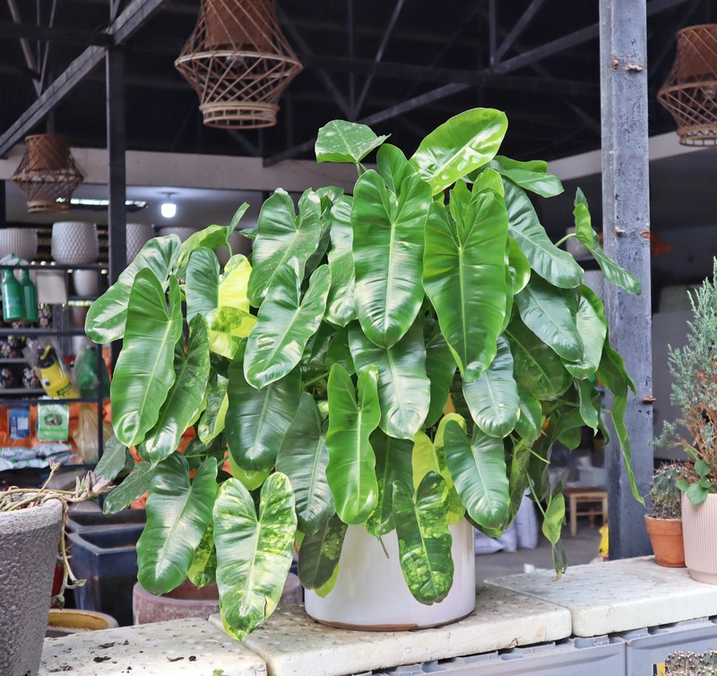 Lời khuy&ecirc;n đến những gia đ&igrave;nh đang trồng trầu b&agrave;- Ảnh 3.