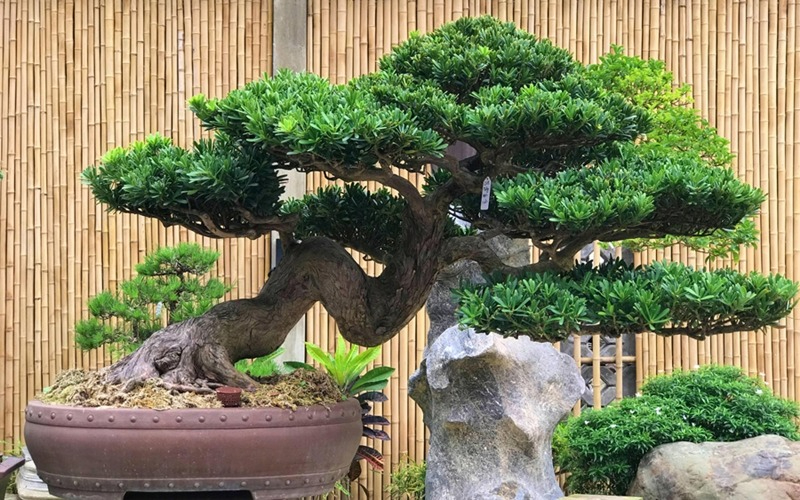 Lời khuy&ecirc;n đến những gia đ&igrave;nh đang trồng c&acirc;y bonsai- Ảnh 2.