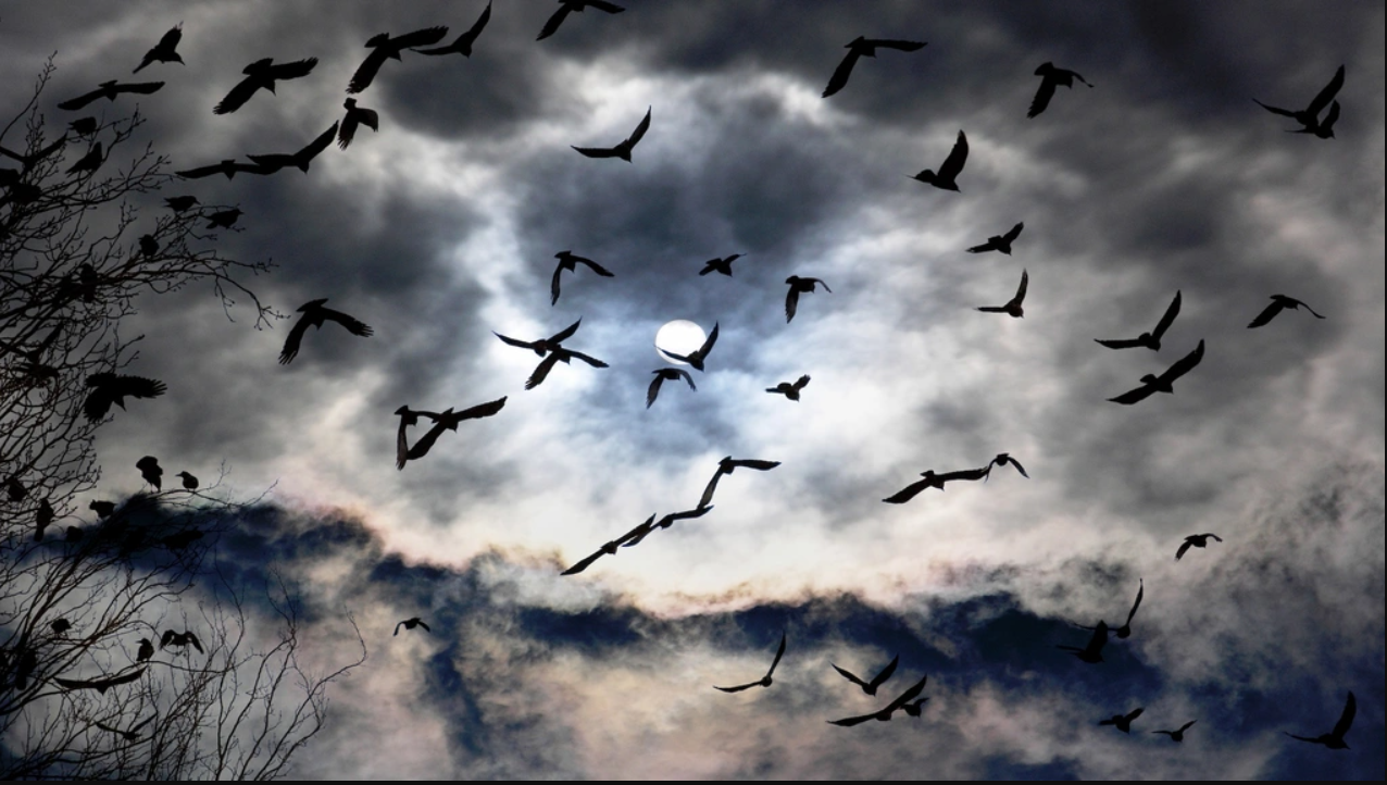 H&agrave;ng triệu con chim c&oacute; h&agrave;nh vi lạ tr&ecirc;n bầu trời, nh&agrave; khoa học k&ecirc;u gọi người d&acirc;n l&agrave;m ngay h&agrave;nh động n&agrave;y- Ảnh 3.