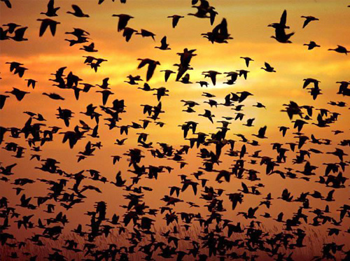 H&agrave;ng triệu con chim c&oacute; h&agrave;nh vi lạ tr&ecirc;n bầu trời, nh&agrave; khoa học k&ecirc;u gọi người d&acirc;n l&agrave;m ngay h&agrave;nh động n&agrave;y- Ảnh 1.