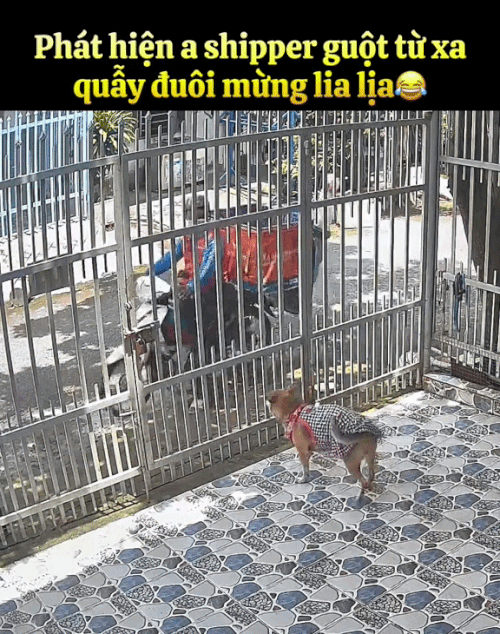 2h chiều kh&aacute;ch đang ngủ trưa, shipper bị camera an ninh&nbsp;ghi lại chuỗi hoạt động &acirc;m thầm- Ảnh 5.