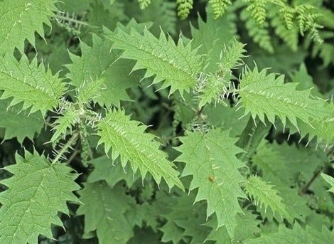 Lo&agrave;i c&acirc;y dại l&agrave; một kho b&aacute;u dược liệu, bổ ngang nh&acirc;n s&acirc;m, tổ yến - Ảnh 1.