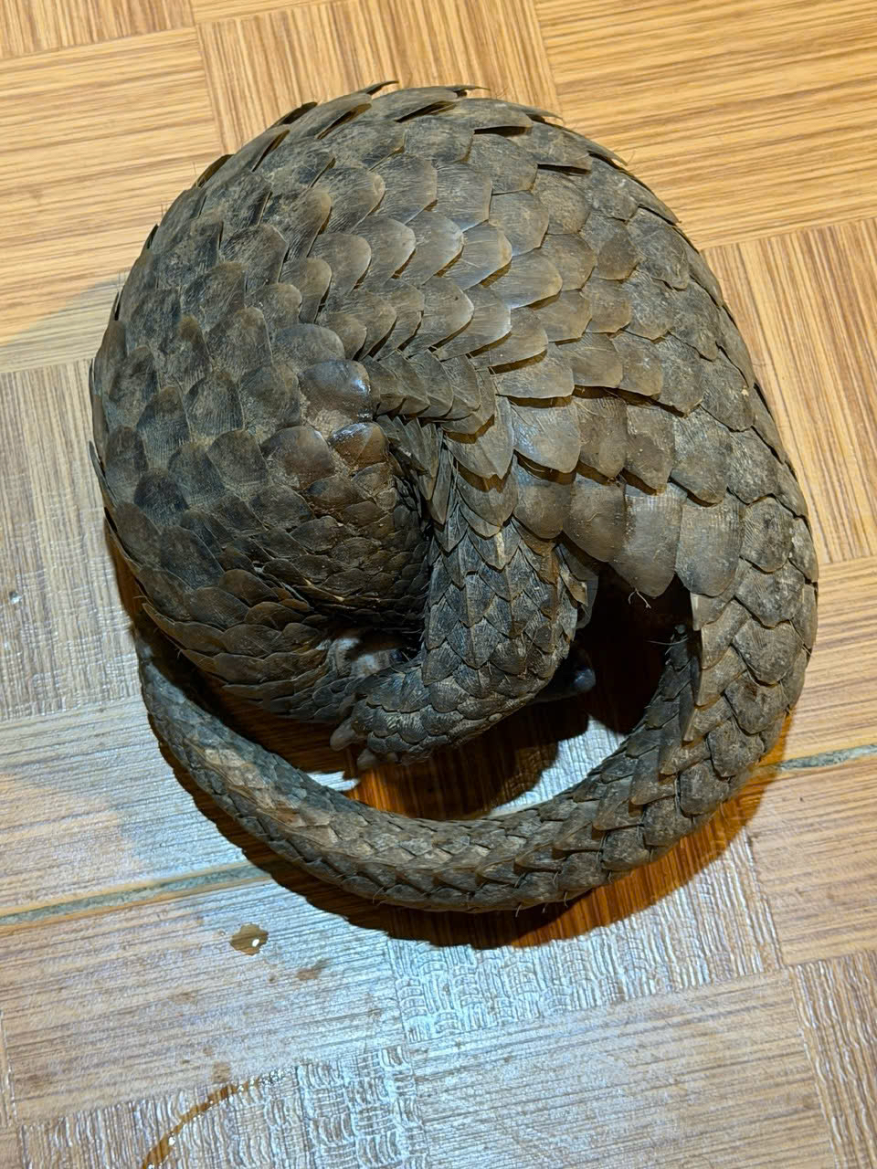 Thấy t&ecirc; t&ecirc; qu&yacute; hiếm b&ograve; v&agrave;o qu&aacute;n nhậu ở Đ&agrave; Lạt, chủ qu&aacute;n gọi b&aacute;o kiểm l&acirc;m- Ảnh 2.