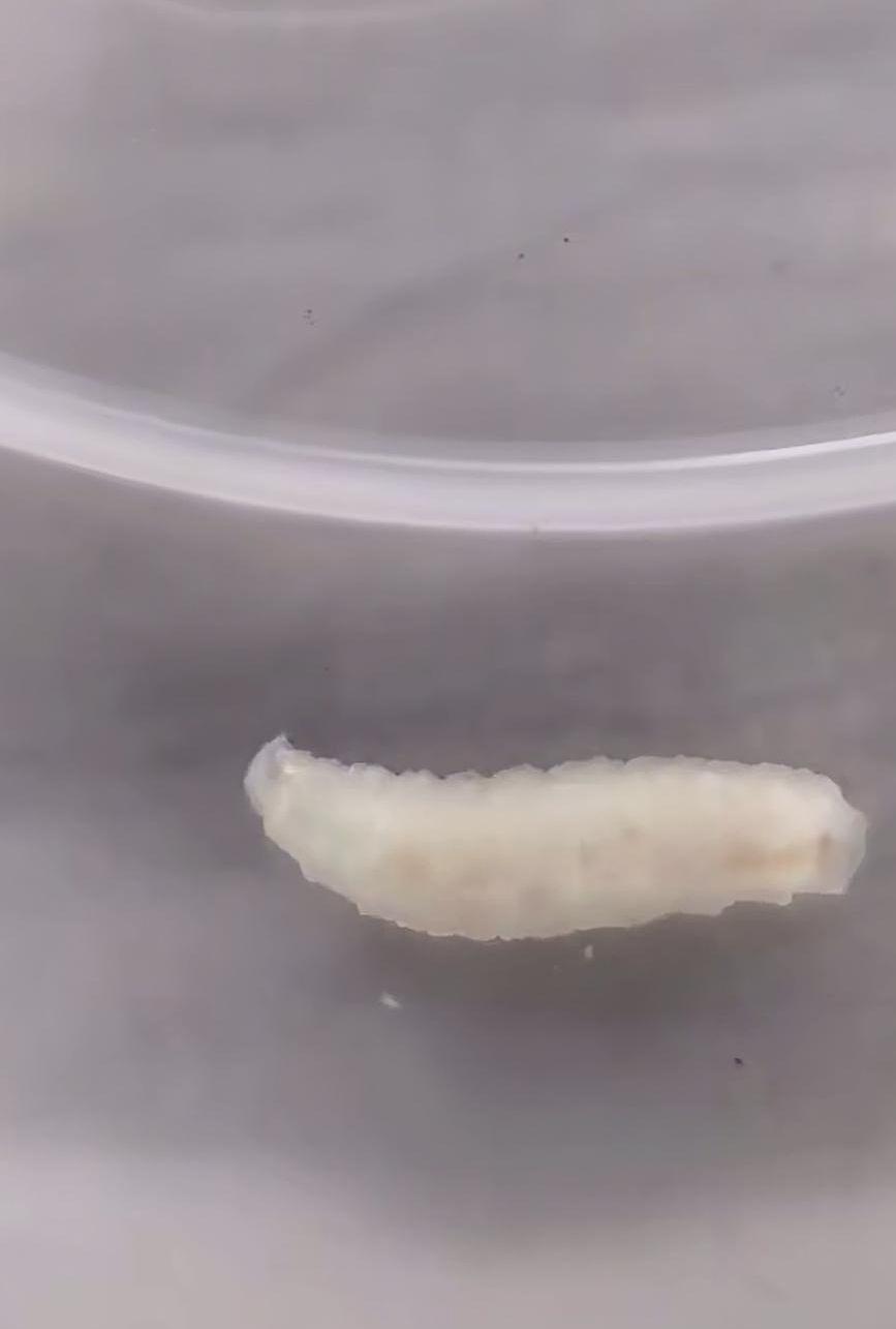 KINH HO&Agrave;NG: Suất cơm ở trường của con bốc m&ugrave;i lạ, phụ huynh kiểm tra th&igrave; n&ocirc;n ọe v&igrave; thấy GIUN b&ograve; ngoe nguẩy b&ecirc;n trong thịt t&ocirc;m!- Ảnh 1.