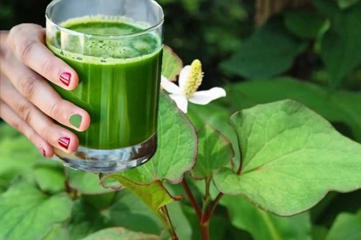 Uống nước rau diếp c&aacute; mỗi ng&agrave;y c&oacute; tốt?- Ảnh 1.