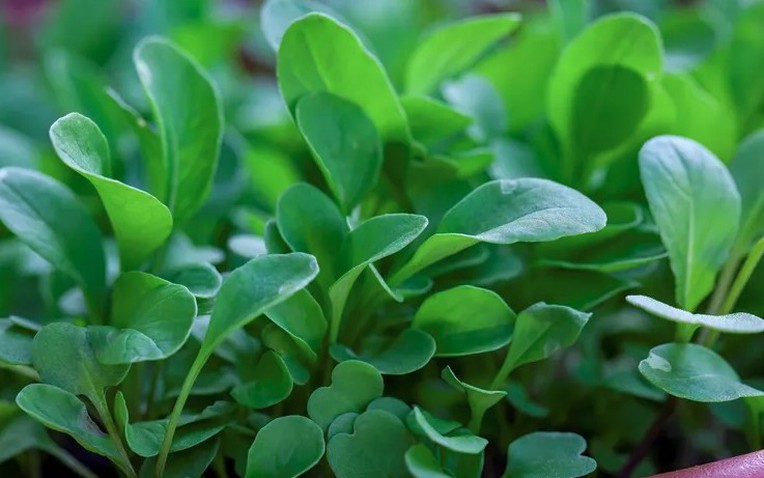 Loại rau tốt nhất thế giới với mật độ dinh dưỡng d&agrave;y đặc: Ở Việt Nam kh&ocirc;ng thiếu- Ảnh 1.