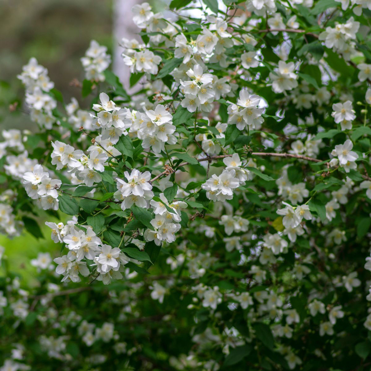 8 loại c&acirc;y nở hoa thơm ng&aacute;t suốt m&ugrave;a h&egrave;, n&ecirc;n trồng ngay trong nh&agrave;- Ảnh 8.