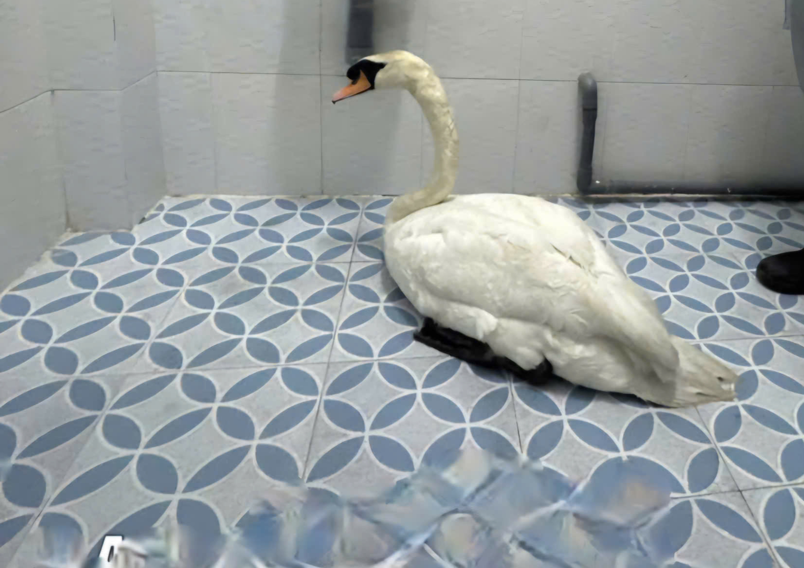 Đ&atilde; khởi tố người trộm thi&ecirc;n nga trắng ở Thảo Cầm Vi&ecirc;n- Ảnh 1.