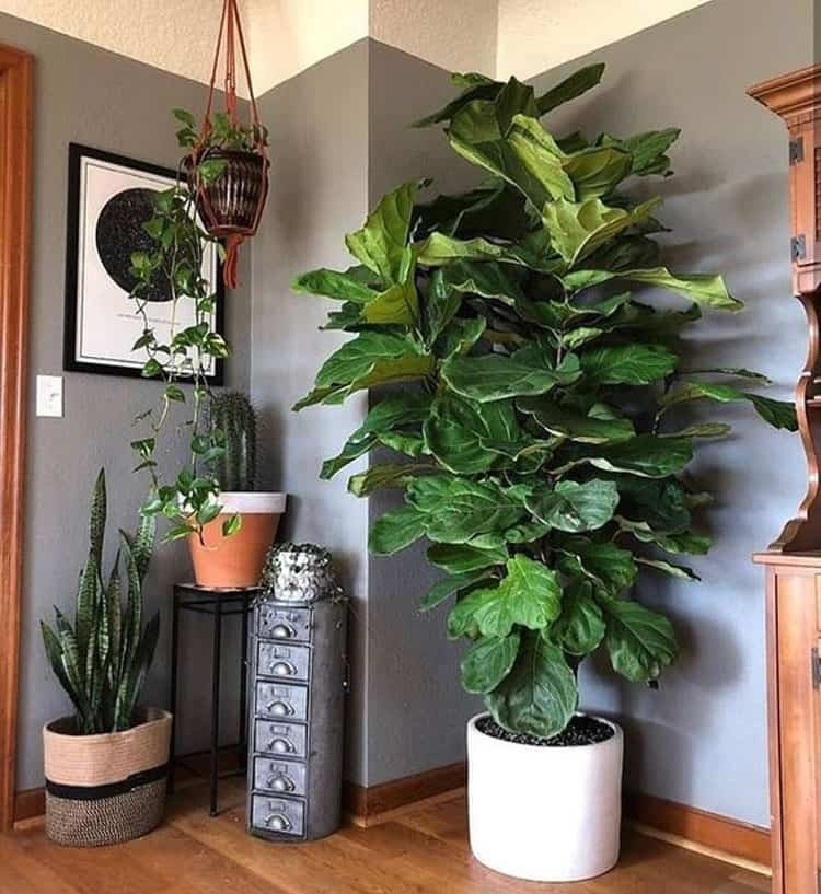 Gia đ&igrave;nh kh&aacute; giả chuộng trồng nhất 4 lo&agrave;i c&acirc;y n&agrave;y: C&agrave;nh khỏe, l&aacute; đẹp, d&aacute;ng sang, nh&igrave;n l&agrave; biết chủ nh&acirc;n c&oacute; gu- Ảnh 1.