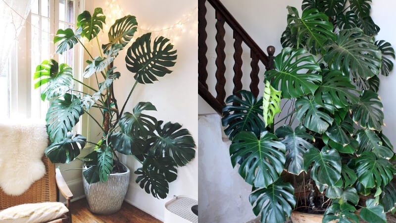 Gia đ&igrave;nh kh&aacute; giả chuộng trồng nhất 4 lo&agrave;i c&acirc;y n&agrave;y: C&agrave;nh khỏe, l&aacute; đẹp, d&aacute;ng sang, nh&igrave;n l&agrave; biết chủ nh&acirc;n c&oacute; gu- Ảnh 2.