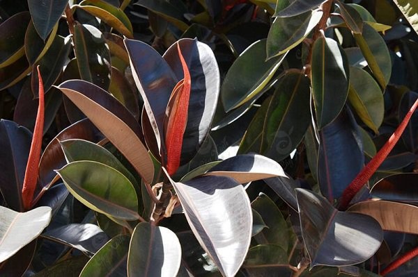 Gia đ&igrave;nh kh&aacute; giả chuộng trồng nhất 4 lo&agrave;i c&acirc;y n&agrave;y: C&agrave;nh khỏe, l&aacute; đẹp, d&aacute;ng sang, nh&igrave;n l&agrave; biết chủ nh&acirc;n c&oacute; gu- Ảnh 6.