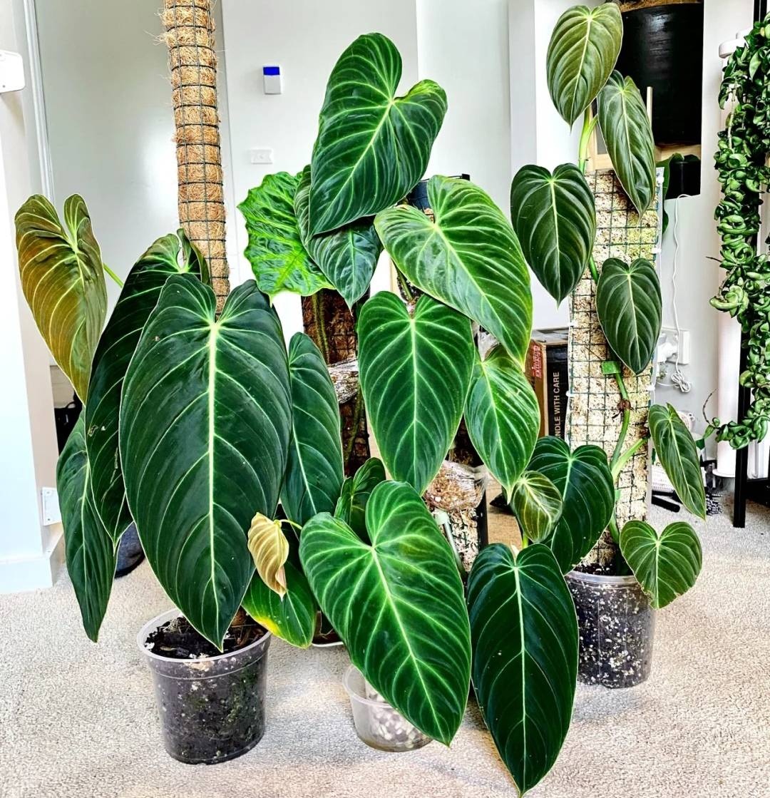 Gia đ&igrave;nh kh&aacute; giả chuộng trồng nhất 4 lo&agrave;i c&acirc;y n&agrave;y: C&agrave;nh khỏe, l&aacute; đẹp, d&aacute;ng sang, nh&igrave;n l&agrave; biết chủ nh&acirc;n c&oacute; gu- Ảnh 4.