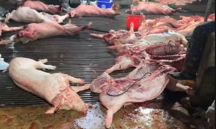 C&ocirc;ng an H&agrave; Nội truy 300 tấn lợn bệnh đ&atilde; v&agrave;o đơn vị, bếp ăn tập thể n&agrave;o- Ảnh 1.