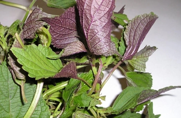 Uống nước l&aacute; t&iacute;a t&ocirc; c&oacute; t&aacute;c dụng g&igrave;?- Ảnh 1.