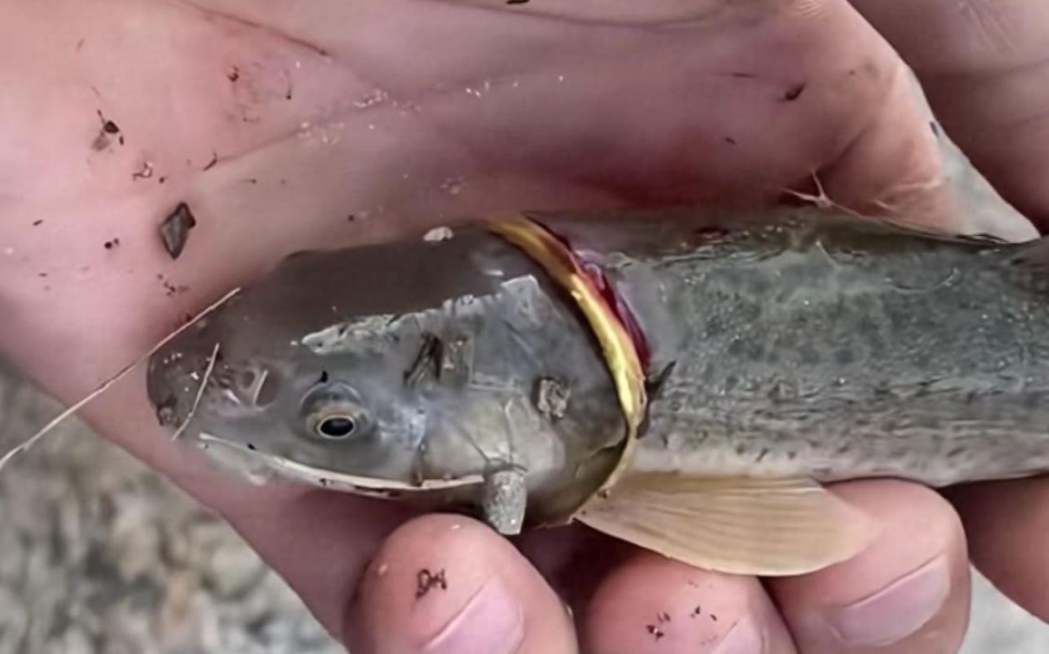 Cần thủ c&acirc;u được con c&aacute; đeo nhẫn v&agrave;ng tr&ecirc;n cơ thể- Ảnh 1.