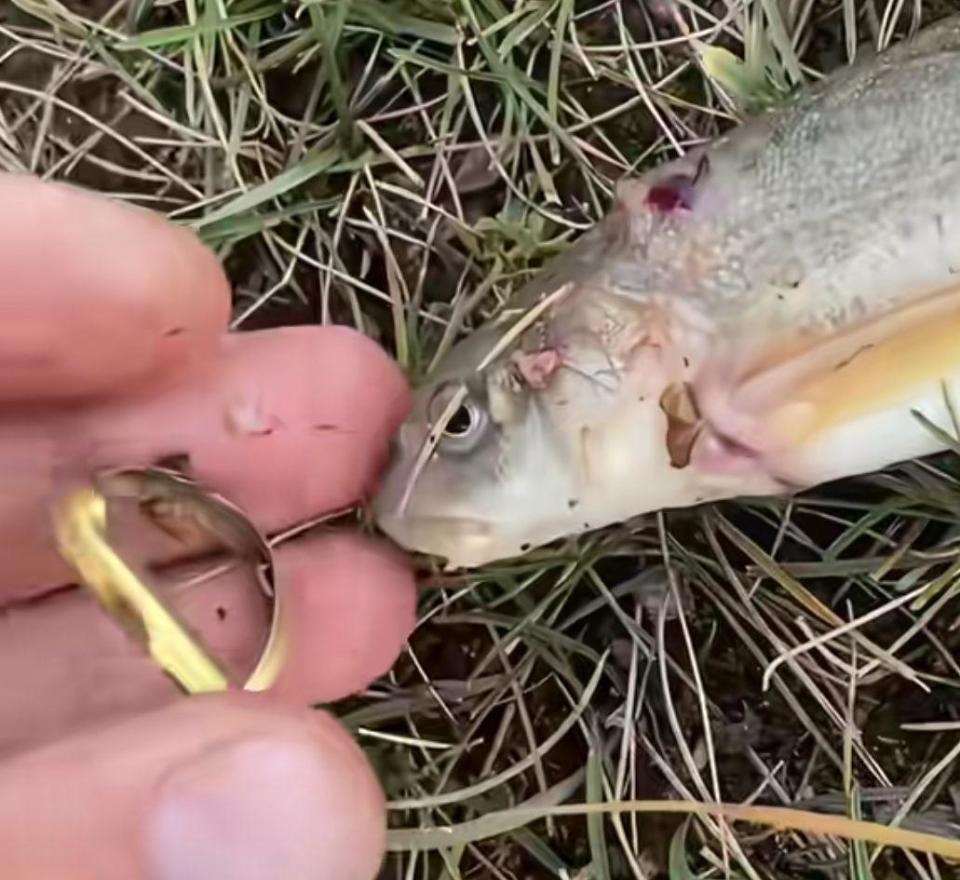 Cần thủ c&acirc;u được con c&aacute; đeo nhẫn v&agrave;ng tr&ecirc;n cơ thể- Ảnh 2.