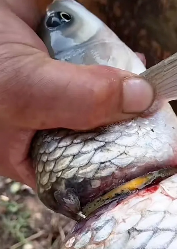 Cần thủ c&acirc;u được con c&aacute; đeo nhẫn v&agrave;ng tr&ecirc;n cơ thể- Ảnh 3.