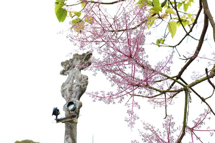 'Vương giả chi hoa' khoe sắc hồng t&iacute;m trong Ho&agrave;ng cung Huế- Ảnh 11.