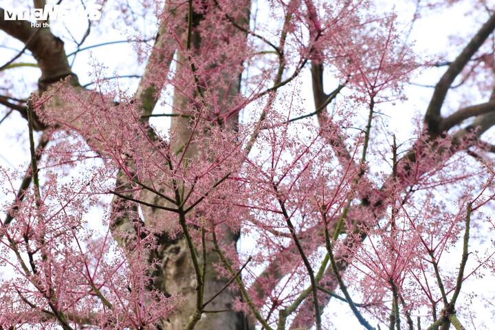 'Vương giả chi hoa' khoe sắc hồng t&iacute;m trong Ho&agrave;ng cung Huế- Ảnh 9.