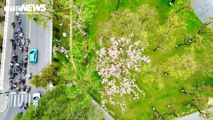 'Vương giả chi hoa' khoe sắc hồng t&iacute;m trong Ho&agrave;ng cung Huế- Ảnh 10.