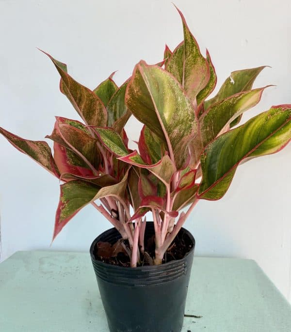 Lời khuy&ecirc;n tới c&aacute;c gia đ&igrave;nh đang trồng c&acirc;y ph&uacute; qu&yacute;- Ảnh 2.