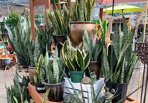 5 c&acirc;y cảnh n&ecirc;n trồng tại ban c&ocirc;ng: "H&uacute;t" t&agrave;i lộc, lười chăm vẫn xanh mướt - Ảnh 1.