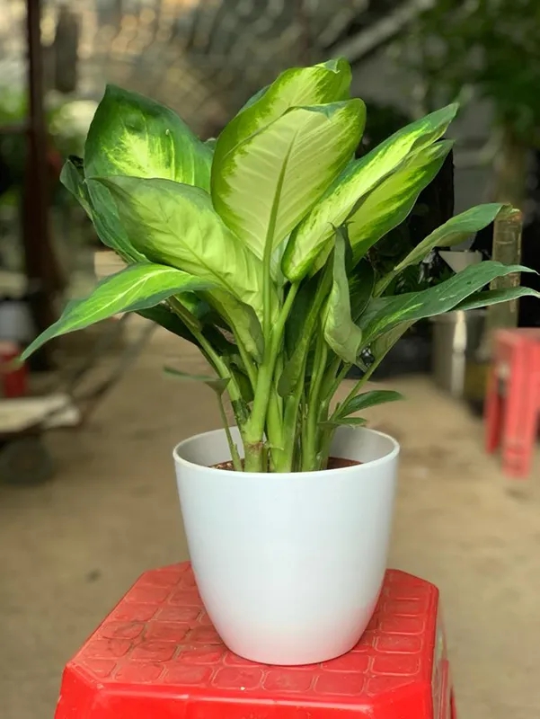 Lời khuy&ecirc;n đến những gia đ&igrave;nh đang trồng vạn ni&ecirc;n thanh- Ảnh 2.