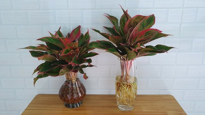 Lời khuy&ecirc;n tới c&aacute;c gia đ&igrave;nh đang trồng c&acirc;y ph&uacute; qu&yacute;- Ảnh 1.