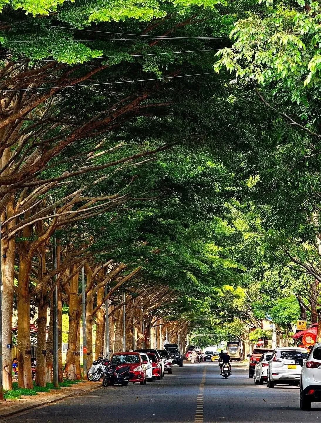 Đập tan định kiến đất đỏ bụi m&ugrave;, đ&ocirc; thị duy nhất T&acirc;y Nguy&ecirc;n thu hơn 13.000 tỷ đồng nhờ đường hầm cổ thụ xuy&ecirc;n l&ograve;ng phố n&uacute;i- Ảnh 3.