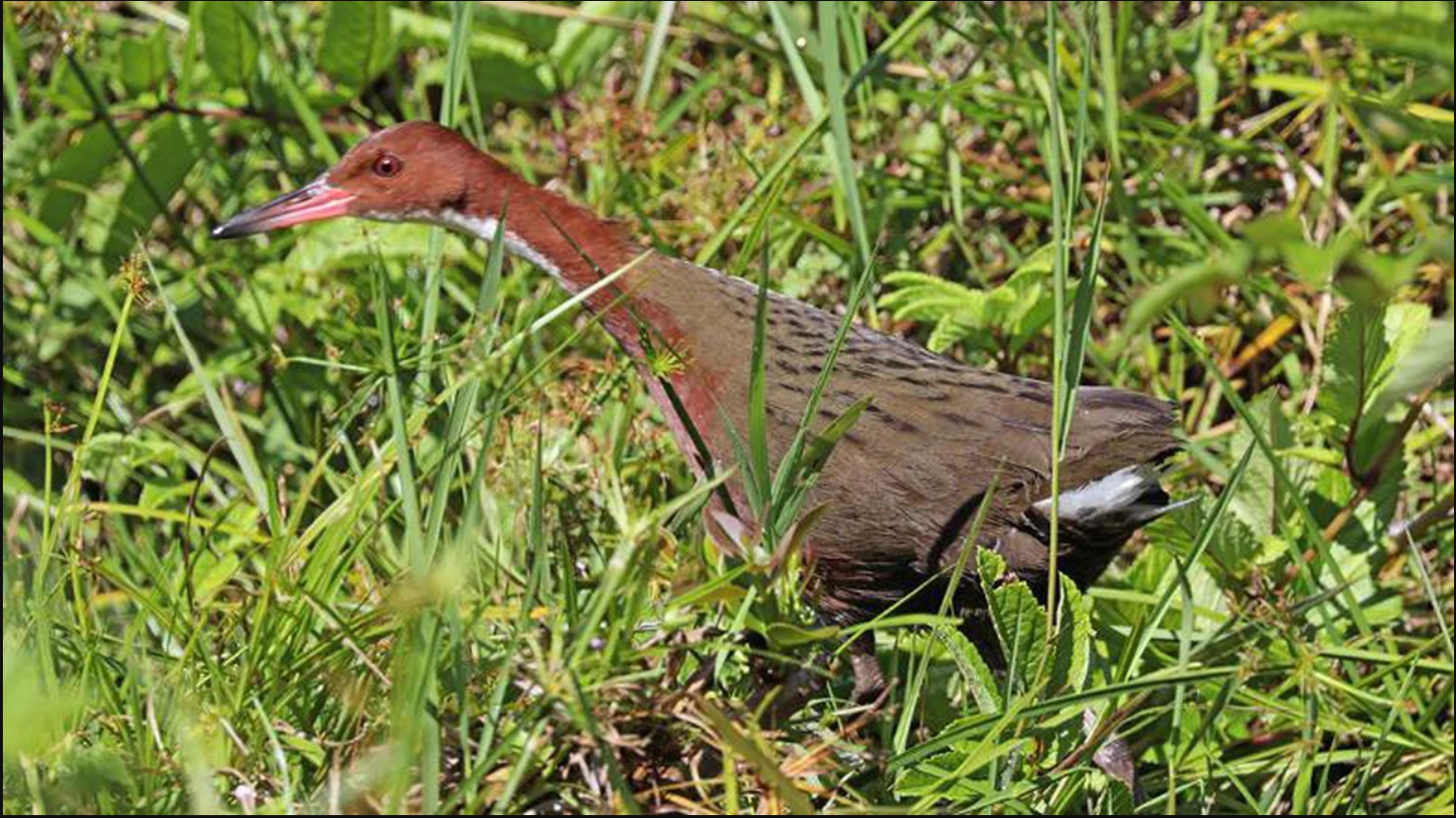 136.000 năm sau khi tuyệt chủng, lo&agrave;i chim cổ đại bất ngờ "t&aacute;i sinh" ngoạn mục: Giới khoa học sửng sốt! - Ảnh 1.