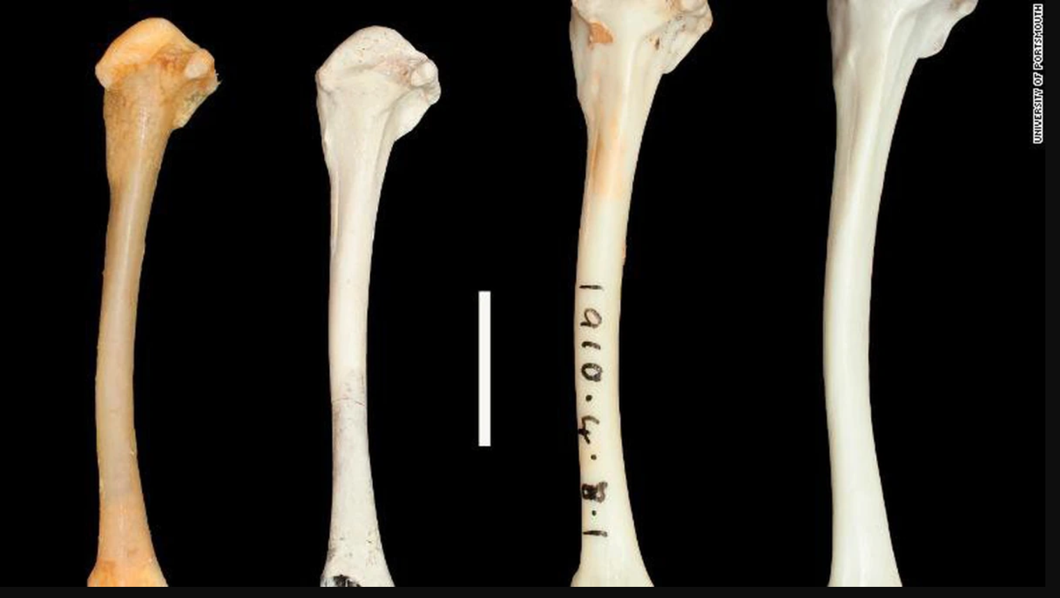 136.000 năm sau khi tuyệt chủng, lo&agrave;i chim cổ đại bất ngờ "t&aacute;i sinh" ngoạn mục: Giới khoa học sửng sốt! - Ảnh 2.