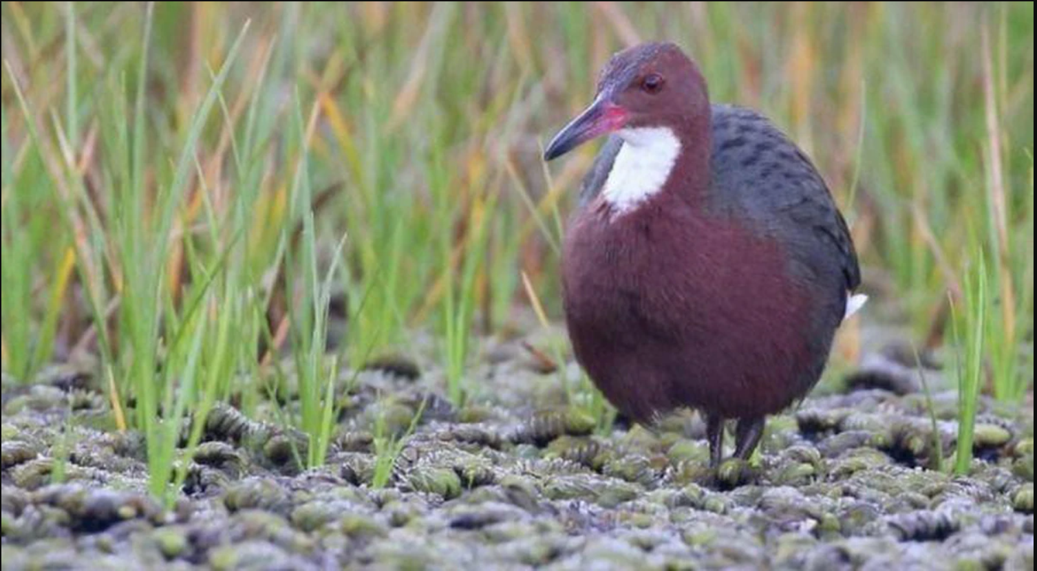 136.000 năm sau khi tuyệt chủng, lo&agrave;i chim cổ đại bất ngờ "t&aacute;i sinh" ngoạn mục: Giới khoa học sửng sốt! - Ảnh 3.