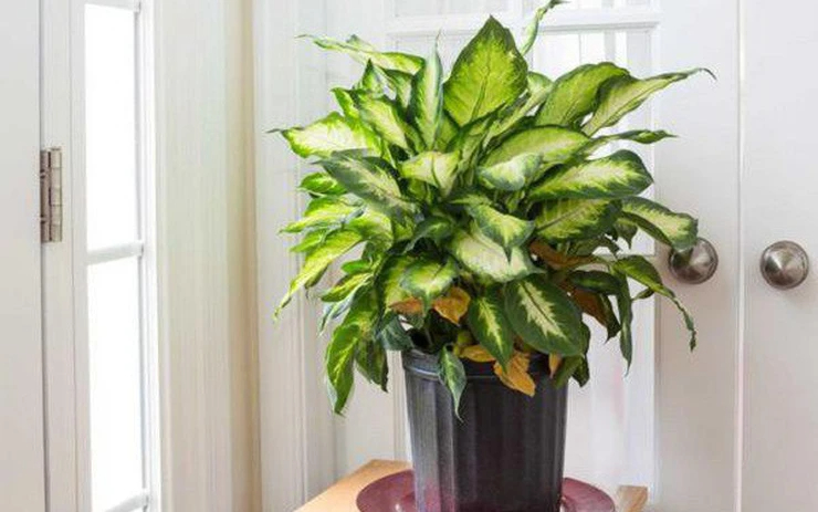 Lời khuy&ecirc;n đến những gia đ&igrave;nh đang trồng vạn ni&ecirc;n thanh- Ảnh 1.