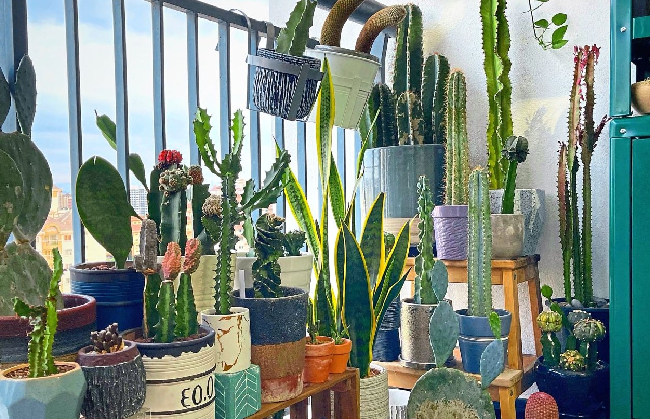 5 c&acirc;y cảnh n&ecirc;n trồng tại ban c&ocirc;ng: Lười chăm c&acirc;y vẫn xanh mướt, tốt phong thủy - Ảnh 2.